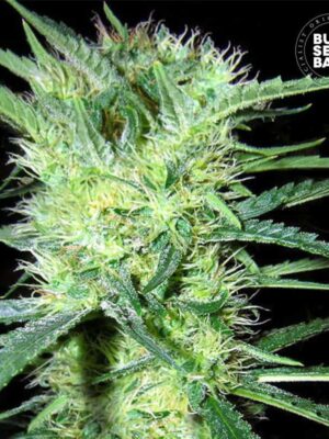 Bulk Seeds Bank K 2 10 Stk feminisiert
