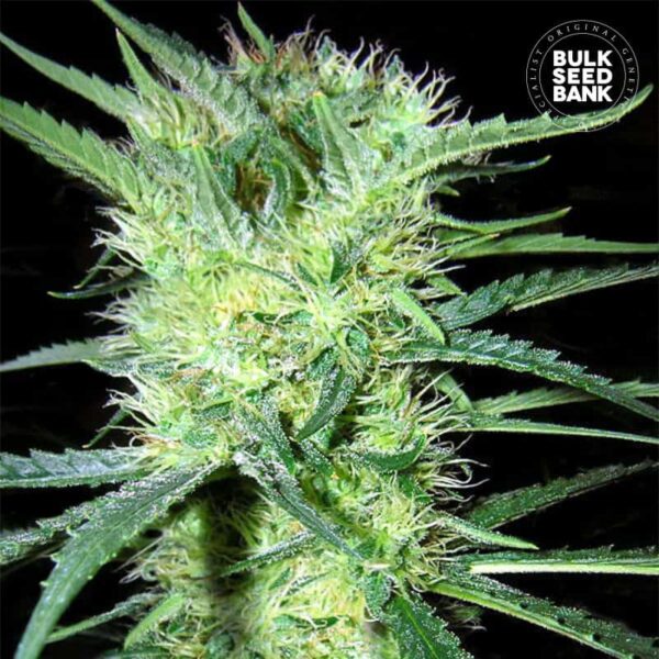 Bulk Seeds Bank K 2 10 Stk feminisiert