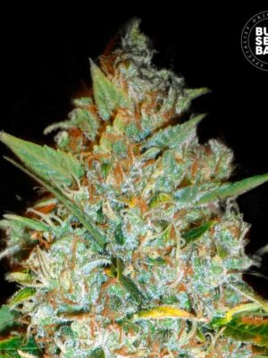 Bulk Seeds Bank Kali's Mistery 10 Stk feminisiert