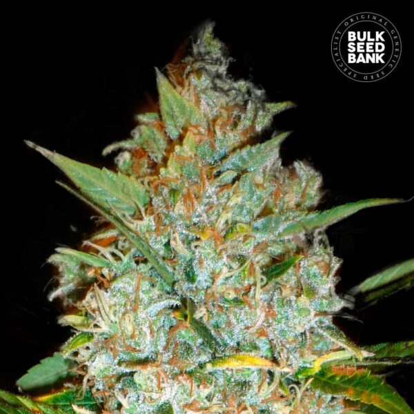 Bulk Seeds Bank Kali's Mistery 10 Stk feminisiert