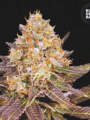 Bulk Seeds Bank Lavender Best 10 Stk feminisiert
