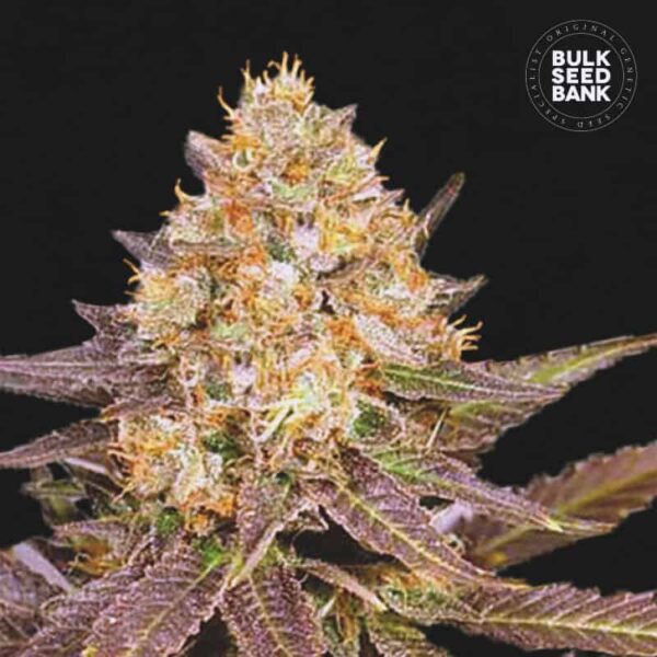 Bulk Seeds Bank Lavender Best 10 Stk feminisiert