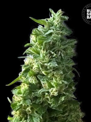 Bulk Seeds Bank Lime Skunk 5 Stk feminisiert
