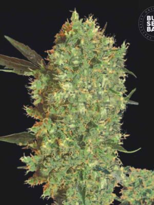 Bulk Seeds Bank Marley's Bud 10 Stk feminisiert