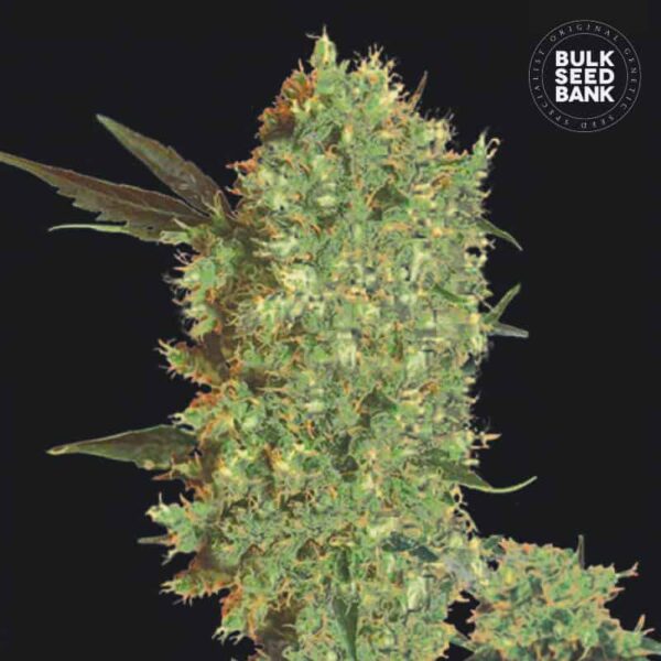 Bulk Seeds Bank Marley's Bud 10 Stk feminisiert