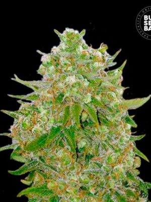 Bulk Seeds Bank Master Kush Grand 10 Stk feminisiert
