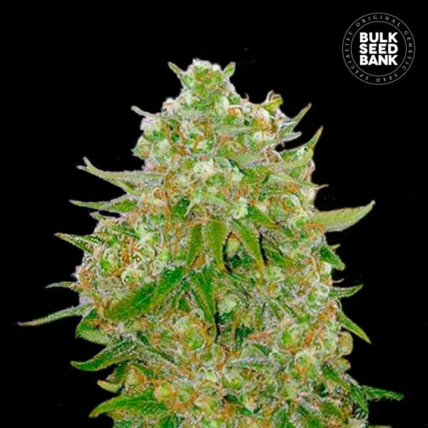 Bulk Seeds Bank Master Kush Grand 10 Stk feminisiert