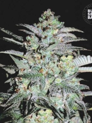 Bulk Seeds Bank Mazar Extra 10 Stk feminisiert