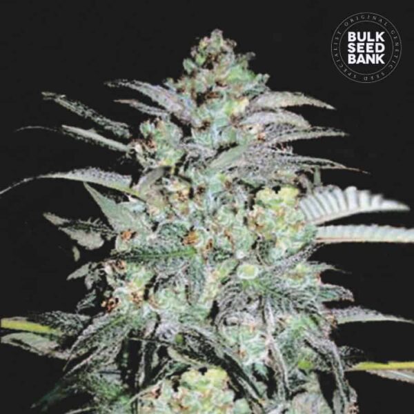 Bulk Seeds Bank Mazar Extra 10 Stk feminisiert
