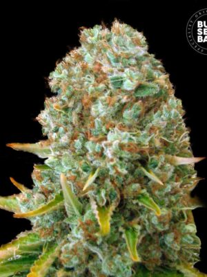 Bulk Seeds Bank Moby Big 10 Stk feminisiert