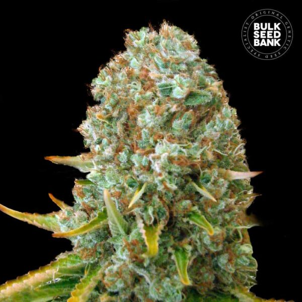 Bulk Seeds Bank Moby Big 10 Stk feminisiert