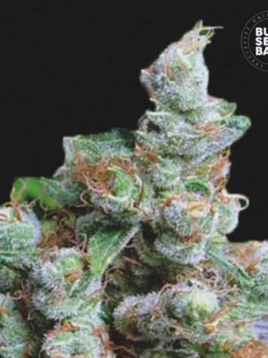 Bulk Seeds Bank Nba Diesel 5 Stk feminisiert