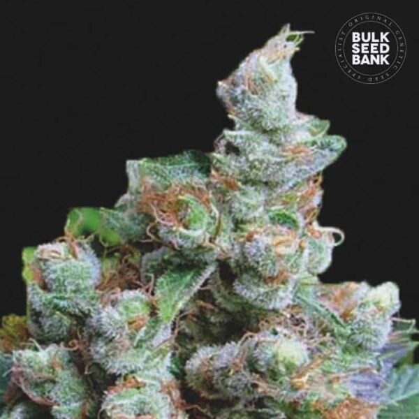 Bulk Seeds Bank Nba Diesel 5 Stk feminisiert