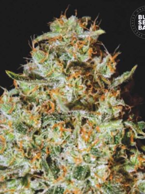 Bulk Seeds Bank Nepal Gold 10 Stk feminisiert