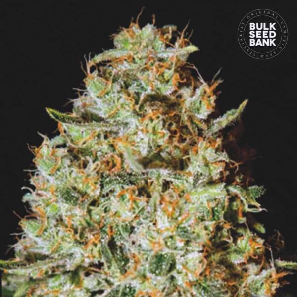 Bulk Seeds Bank Nepal Gold 10 Stk feminisiert