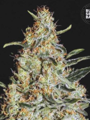 Bulk Seeds Bank New's Haze 10 Stk feminisiert