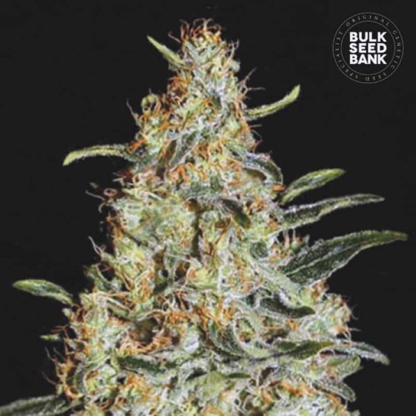 Bulk Seeds Bank New's Haze 10 Stk feminisiert