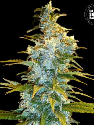 Bulk Seeds Bank Northern Light 10 Stk feminisiert