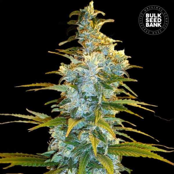 Bulk Seeds Bank Northern Light 10 Stk feminisiert