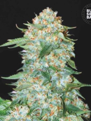 Bulk Seeds Bank OG Kush 10 Stk feminisiert