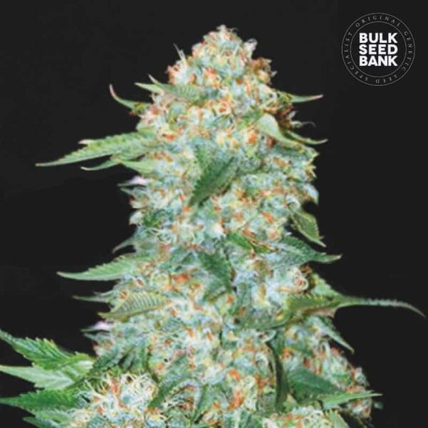 Bulk Seeds Bank OG Kush 10 Stk feminisiert