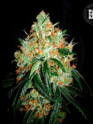 Bulk Seeds Bank Original Orange Bud 10 Stk feminisiert