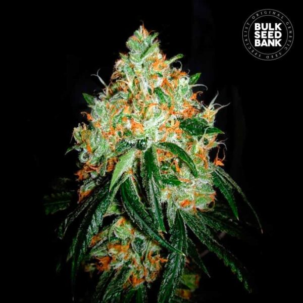 Bulk Seeds Bank Original Orange Bud 10 Stk feminisiert
