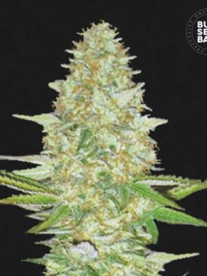 Bulk Seeds Bank Perfect Power Plant 10 Stk feminisiert