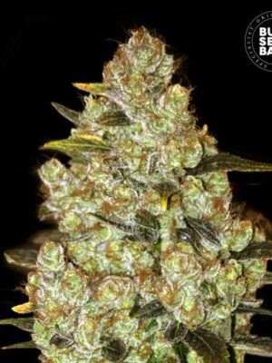 Bulk Seeds Bank Psychedelic 10 Stk feminisiert