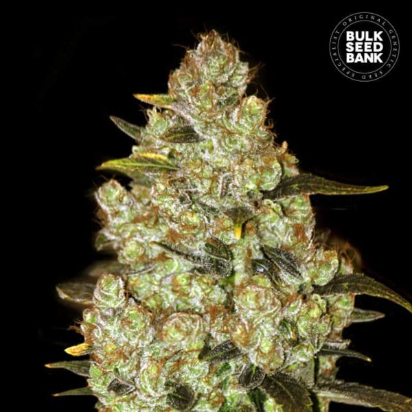 Bulk Seeds Bank Psychedelic 10 Stk feminisiert