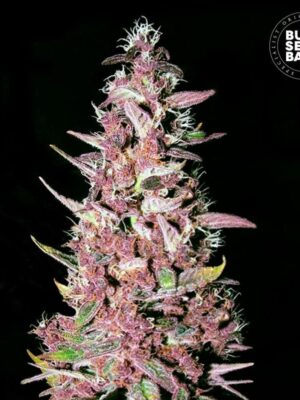 Bulk Seeds Bank Purple Glam Kush 10 Stk feminisiert