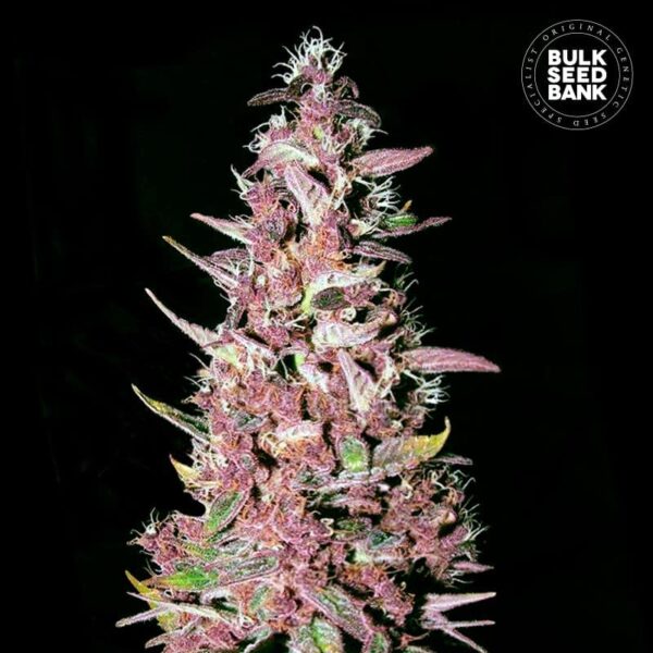 Bulk Seeds Bank Purple Glam Kush 10 Stk feminisiert