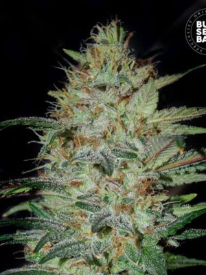 Bulk Seeds Bank Sensible Star 10 Stk feminisiert