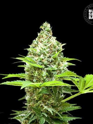 Bulk Seeds Bank Sherbet Power 10 Stk feminisiert