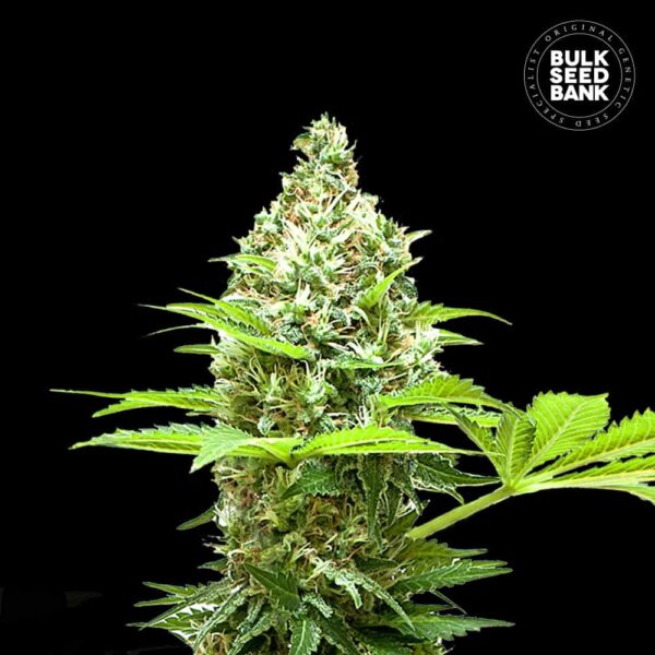 Bulk Seeds Bank Sherbet Power 10 Stk feminisiert