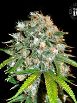 Bulk Seeds Bank Skunk #99 10 Stk feminisiert