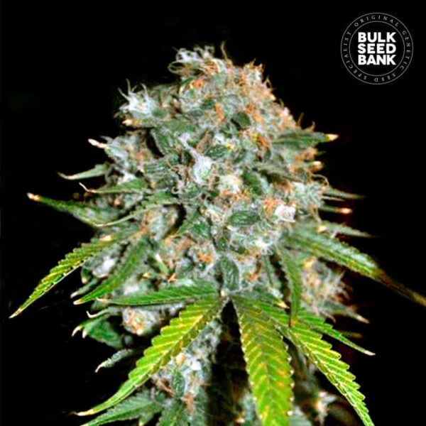 Bulk Seeds Bank Skunk #99 10 Stk feminisiert