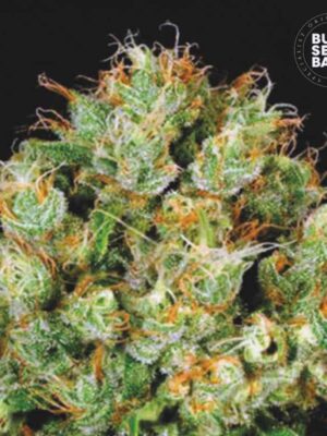 Bulk Seeds Bank Sour Diesel 10 Stk feminisiert