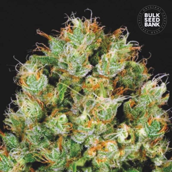 Bulk Seeds Bank Sour Diesel 10 Stk feminisiert