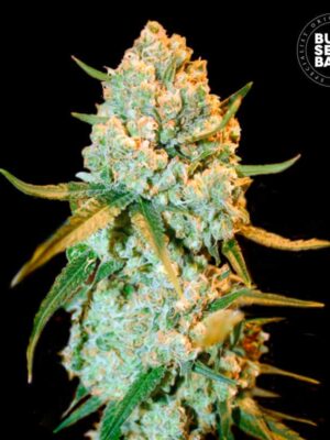 Bulk Seeds Bank Special Crystal Haze 10 Stk feminisiert