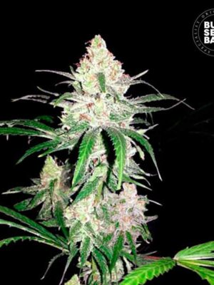 Bulk Seeds Bank Special Lime Haze 10 Stk feminisiert