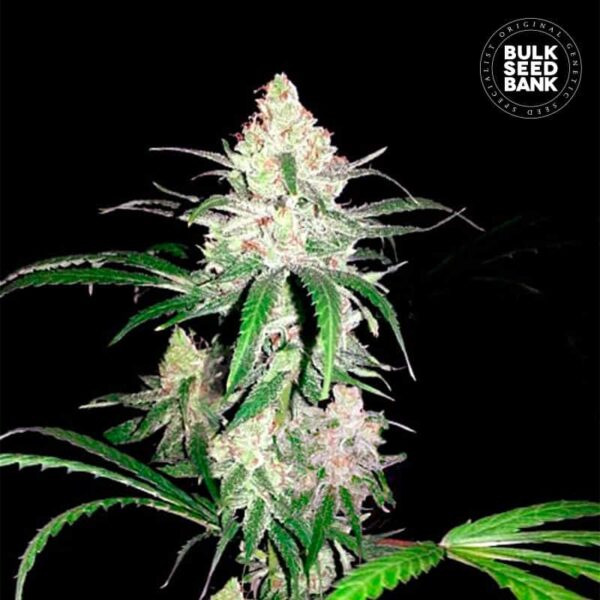 Bulk Seeds Bank Special Lime Haze 10 Stk feminisiert