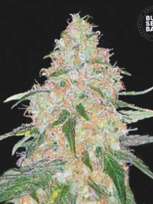 Bulk Seeds Bank Special Skunk 5 Stk feminisiert Bulk Seeds Bank Special Skunk 10 Stk feminisiert