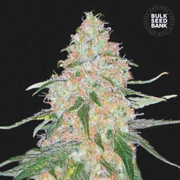 Bulk Seeds Bank Special Skunk 10 Stk feminisiert