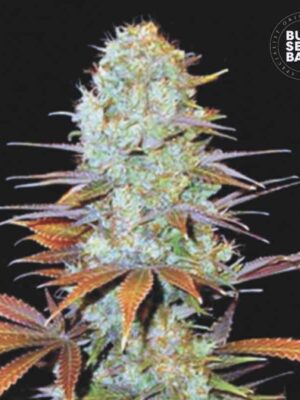 Bulk Seeds Bank Sunmango 5 Stk feminisiert Bulk Seeds Bank Sunmango 10 Stk feminisiert