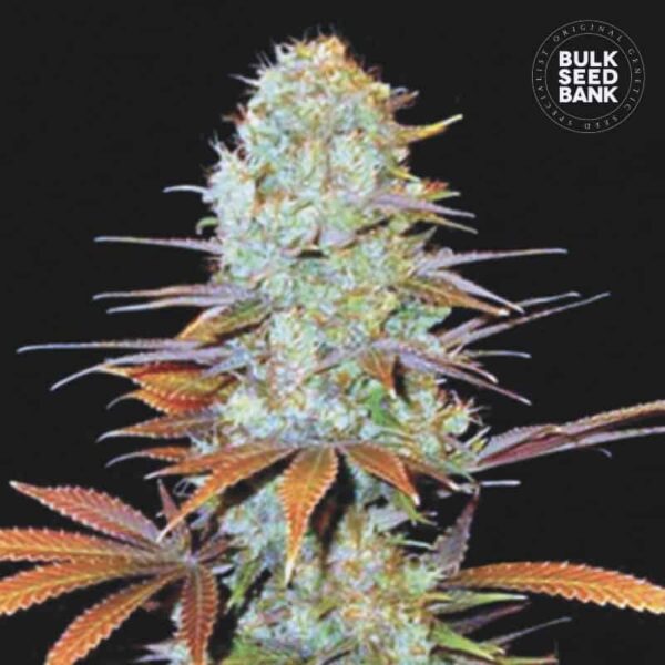Bulk Seeds Bank Sunmango 10 Stk feminisiert