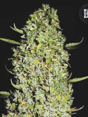 Bulk Seeds Bank The Unlimited 5 Stk feminisiert Bulk Seeds Bank The Unlimited 10 Stk feminisiert