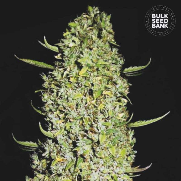 Bulk Seeds Bank The Unlimited 10 Stk feminisiert