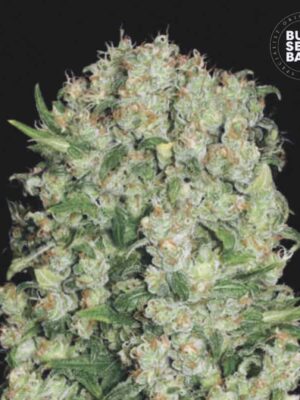Bulk Seeds Bank White Prussian 5 Stk feminisiert Bulk Seeds Bank White Prussian 10 Stk feminisiert