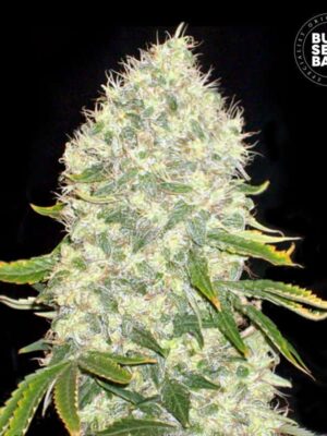 Bulk Seeds Bank White Widow 5 Stk feminisiert Bulk Seeds Bank White Widow 10 Stk feminisiert